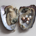 mussel six pearls