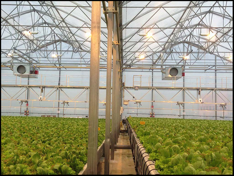 Multi Span Greenhouse