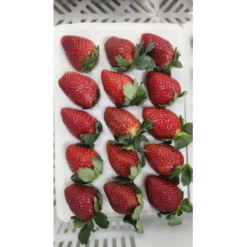 Premium Yunnan Feesh Strawberry xiguoHUIZE Sweet Essence