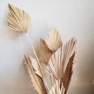 Palm Fan Leaf Dried Flower Natural Dried Palm Leaf Fan Plant DIY Party Art Wall Hanging Wedding Decor