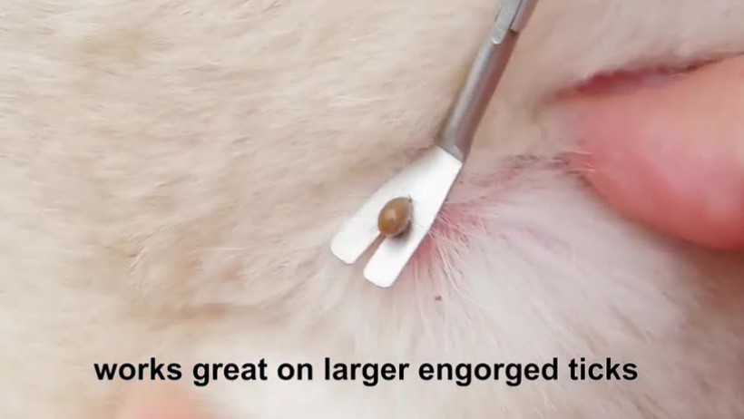 Tweezers Clip Jpg