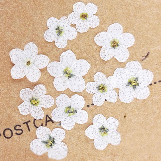 White Color Do Not Forget Me Flower Small Dried Flowers For DIY Bookmark Press Painting free shipment 200pcs