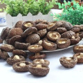 100% high-quality organic Dried Shiitake Mushrooms Grown Premium Natural Whole Cap Mushrooms to enhance immunity