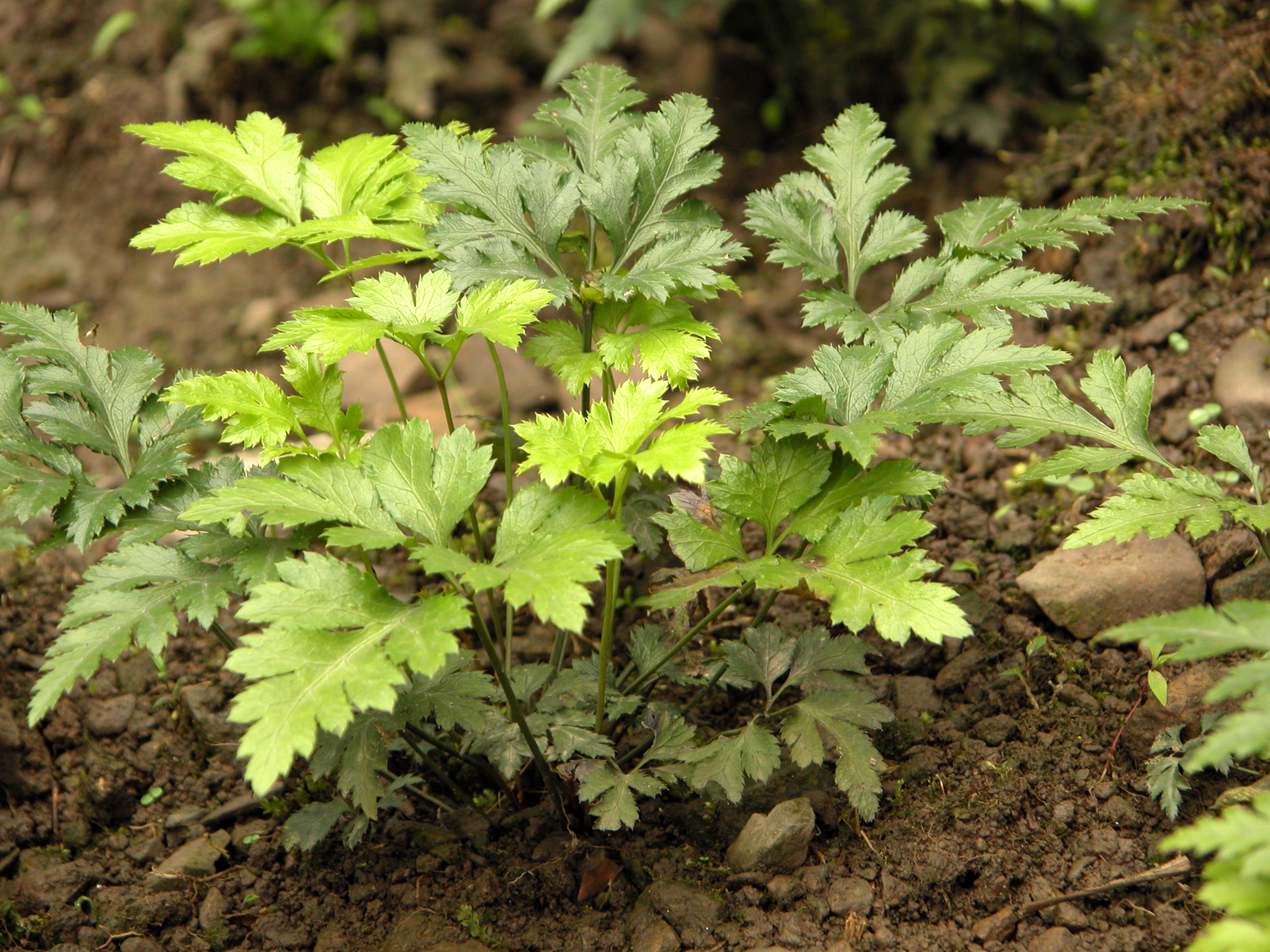 Berberine
