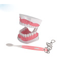 ABS Dental Model Teeth Care Model