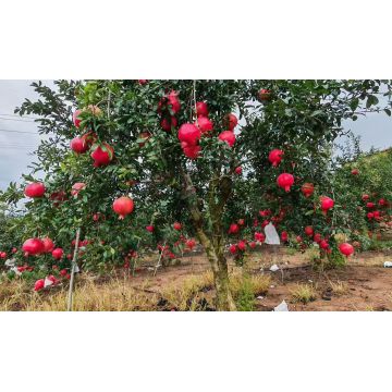 Luxury Gift-Boxed Mengzi Pomegranates Experience