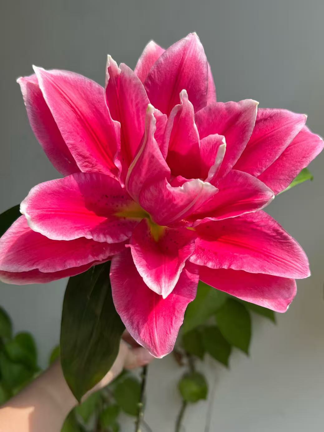 Manosca Double Lily