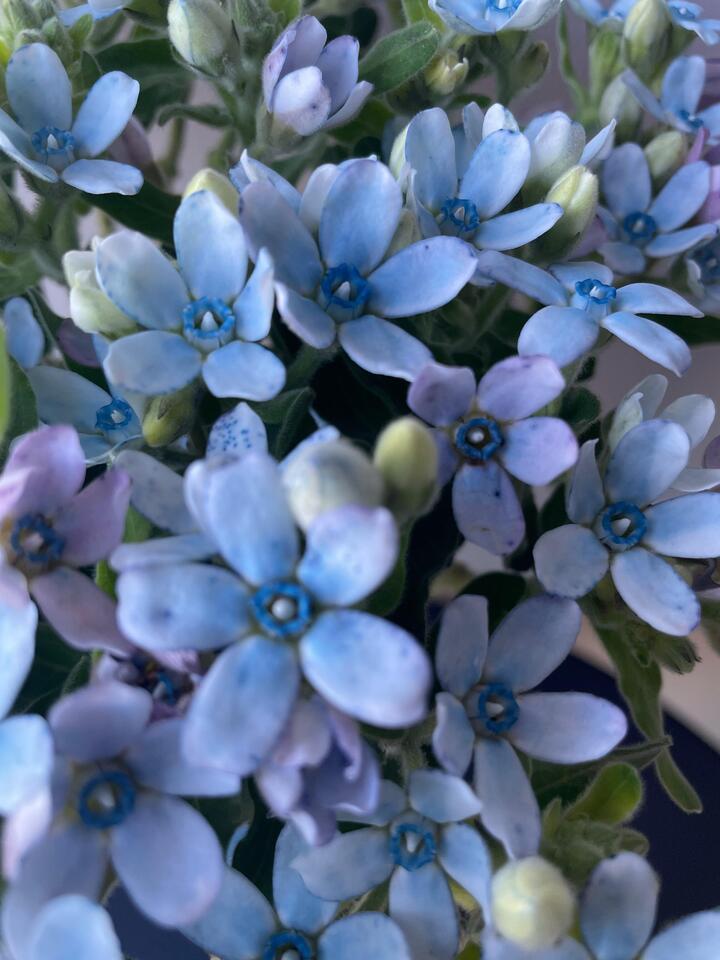 Blue star flower