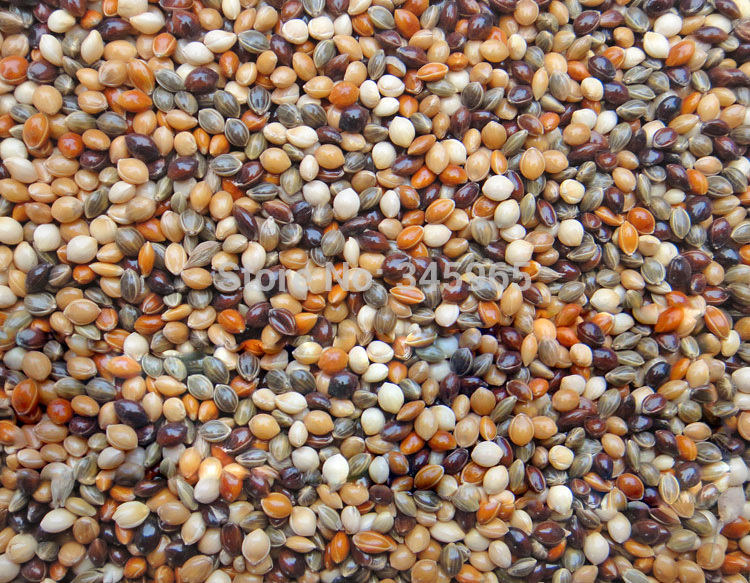 Free shipping Black , white . Red , yellow and green broomcorn millet mixed . 500g