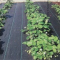 Hi-quality Garden Weedmat Greenhouse Weeding Control Mat Anti Grass Weed Mat Gound Cover Weed Barrier Fabric Mat UV Proof