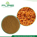 Sea buckthorn fruit Extract/ Sea buckthorn leaf Extract