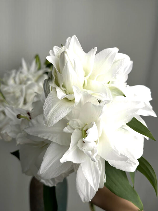Double Chardonnay Lily2