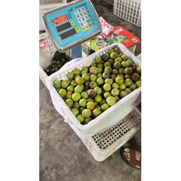 Authentic YNXG Tanglang Honey Plums Sweetness