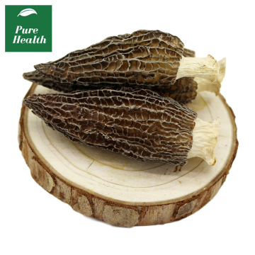 Dried Morel Mushrooms for Sale In Bulk Spice Jungle