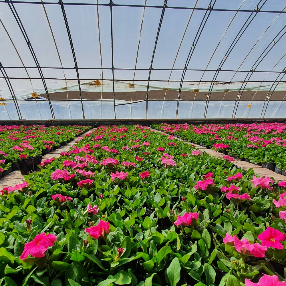Single Greenhouse for Flower Planting