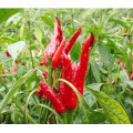 dry red chaotian chili