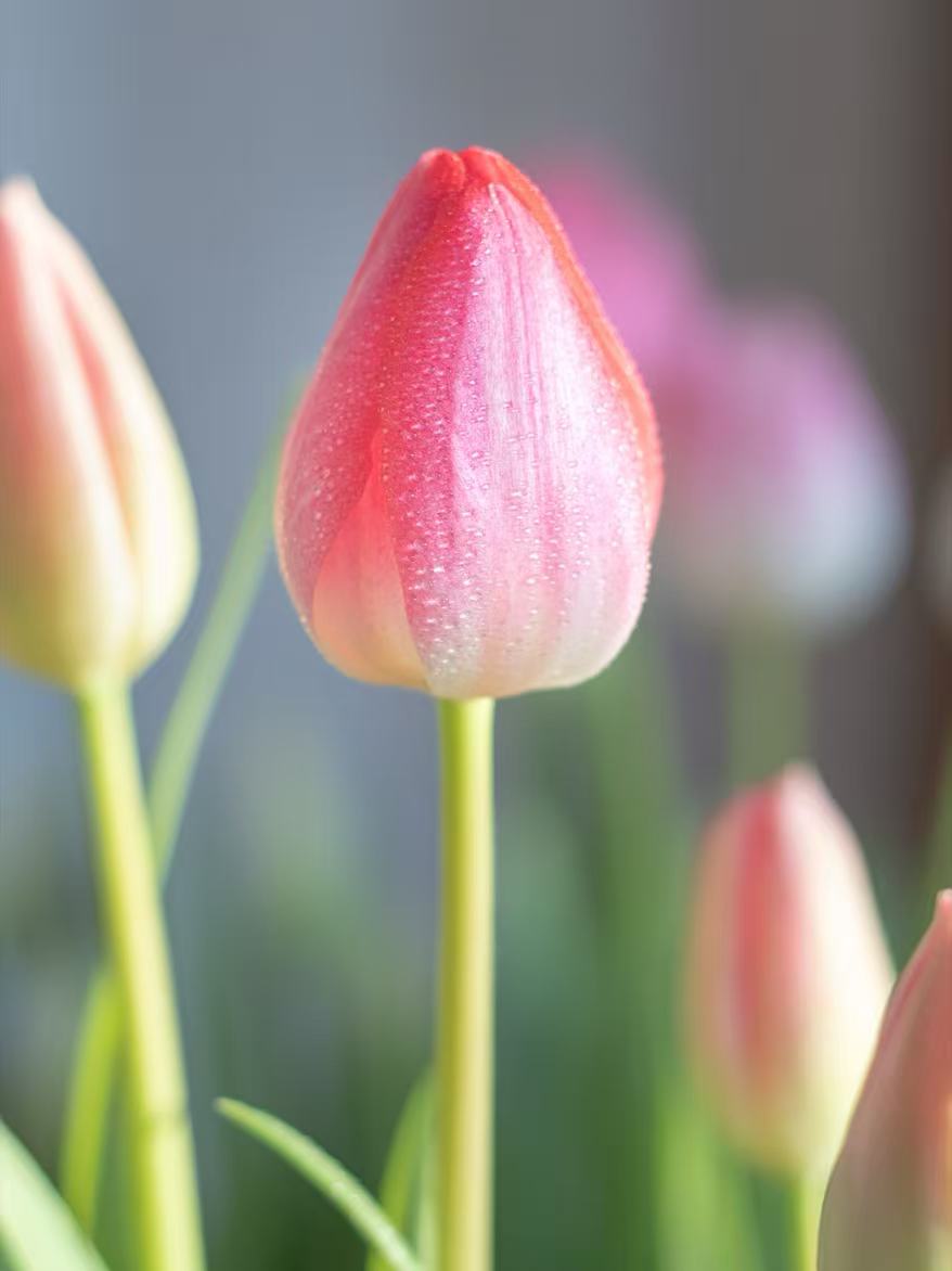 Fresh cut First Class Tulip3