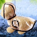 Raincoat Pet Clothing Coat for Dog Clothes Small Costume French Bulldog Waterproof Dogs Cute Spring Summer White Boy Ropa Perro