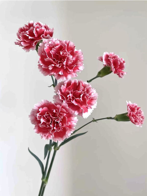 Spray carnation Scarlett