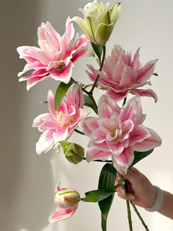 Mars love spray lily5