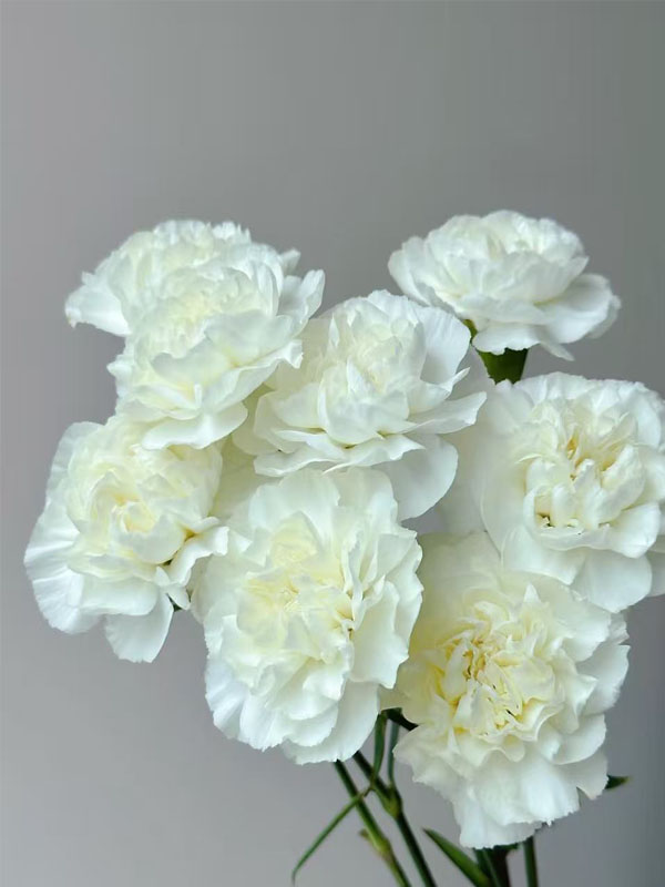 Polar rout single carnation4