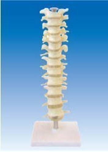 Thoracic belt disc and nerve model