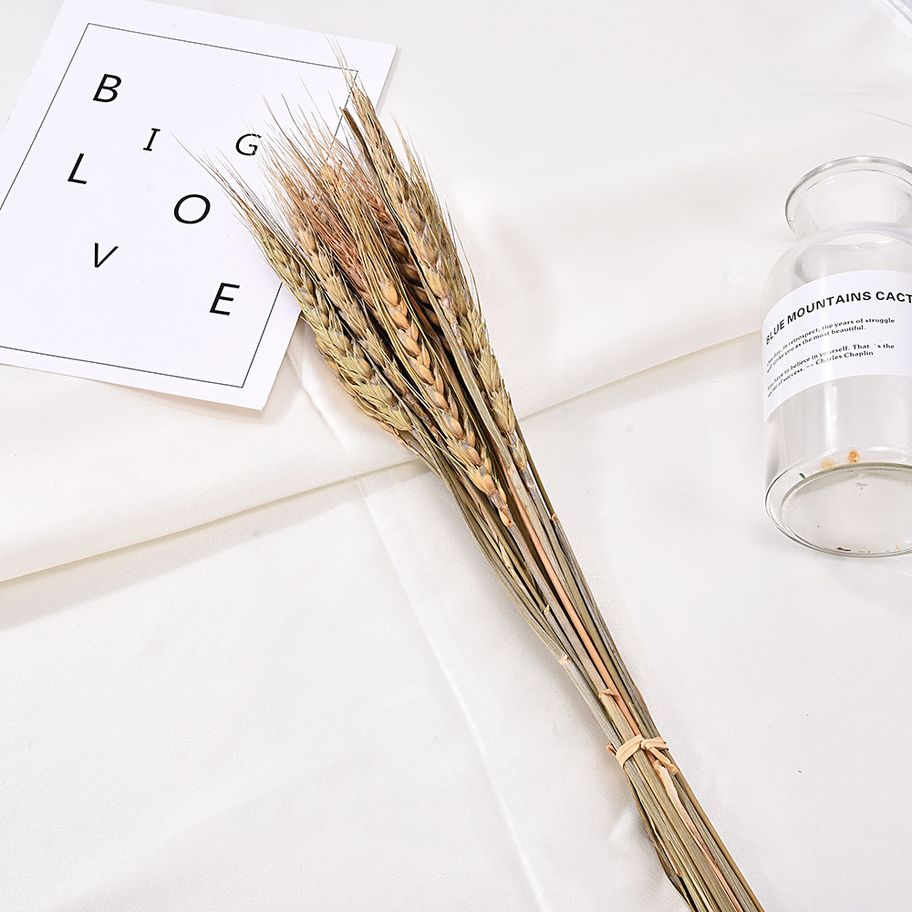 20Pcs/lot Real Wheat Ear Flower Natural Dried Flowers For Wedding Party Decoration DIY Craft Scrapbook Home Decor Wheat Bouquet