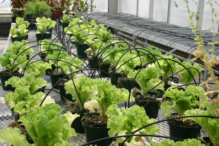 Drip Irrigation In Pots