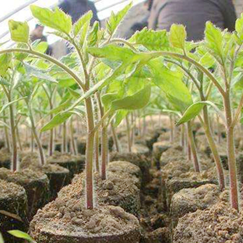 20pcs 25mm Nursery Block Peat Pellets for Garden Flowers Planting Green Thumb Seedling Soil Block for Seedling Cultivation