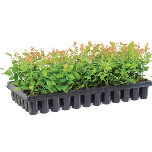 21 Holes PP Rice Seedling Tray Manufacturers and 21 Holes PP Rice Seedling Tray Suppliers