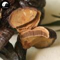 Reishi Mushroom, Ganoderma Lucidum, Purple Lingzhi, Zi Ling Zhi