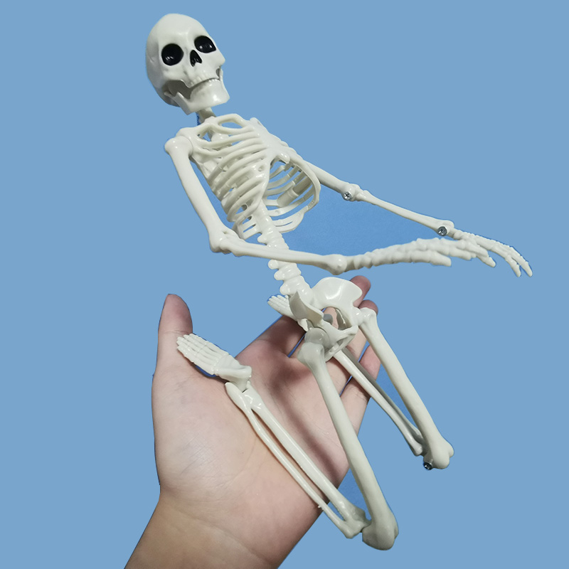 Active Human Model skeleto Anatomy Skeleton Skeleton Model Medical Learning Halloween Party Decoration Skeleton Art Sketch 1 Pcs