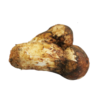 Preserved Wild Matsutake Mushroom For Seasonal Cuisine