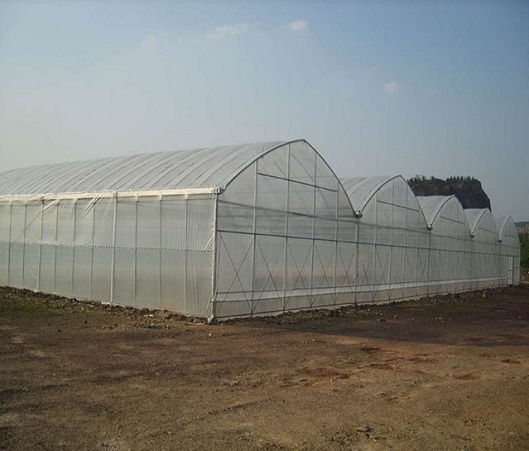 multi span greenhouse (3)