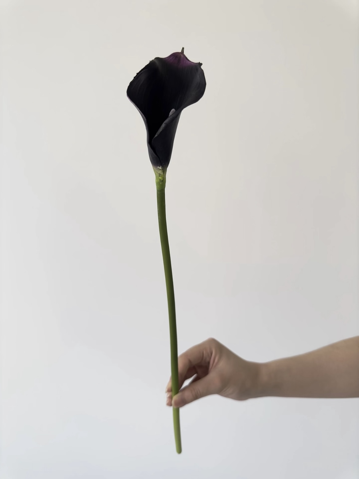 fresh cut of black calla lily4