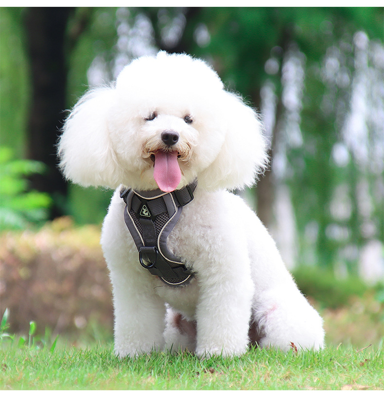 Dog Harness And Leash Set Etsy