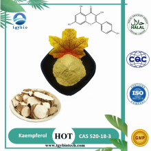 100% Natural Kaempferia Galanga Extract Kaempferol 98%