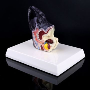 Dog Ear Lesion Animal Anatomical Model Veterinary Science Aids Teaching Research Drop Shipping