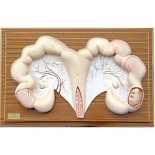 Anatomical model of pig uterus