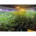 Mars Indoor IP67 Plant Lighting LED Grow Light