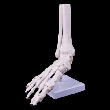 Life Size Foot Ankle Joint Anatomical Skeleton Model Display Study Tool for medical Science