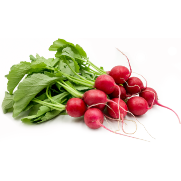 Fresh Radish for Salad Preparation