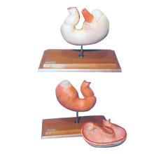 Anatomical model of pig stomach