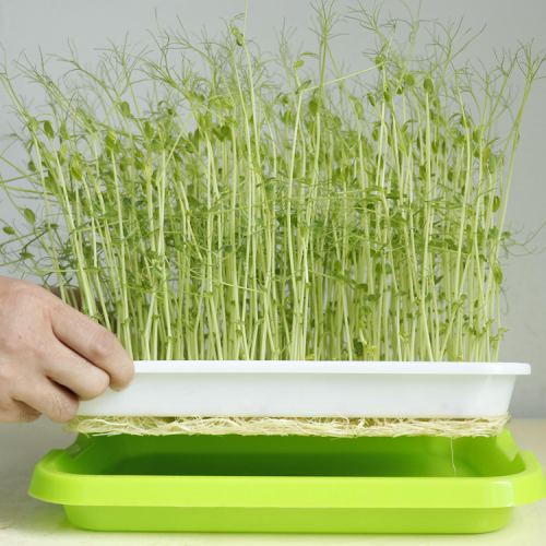 Skyplant Seed Sprouter Tray for plant sprout Manufacturers and Skyplant Seed Sprouter Tray for plant sprout Suppliers