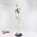 85CM human bone green sternum model yoga medical teaching
