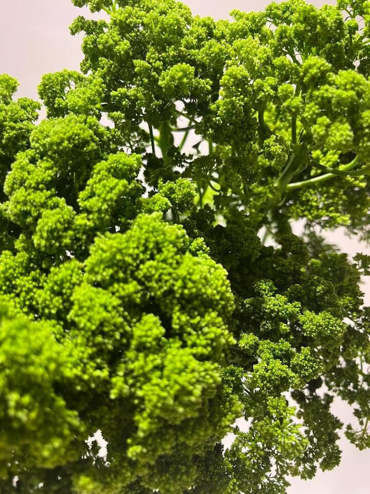 Green Trachelium