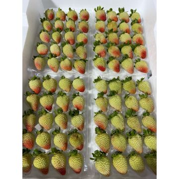 Handpicked Yunnnan Feesh Strawberry Gems