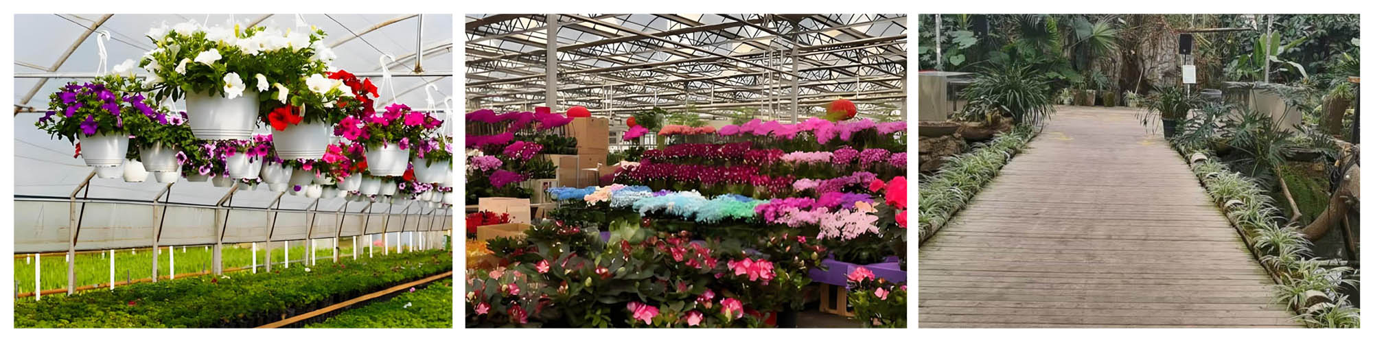 Bonsai Greenhouse
