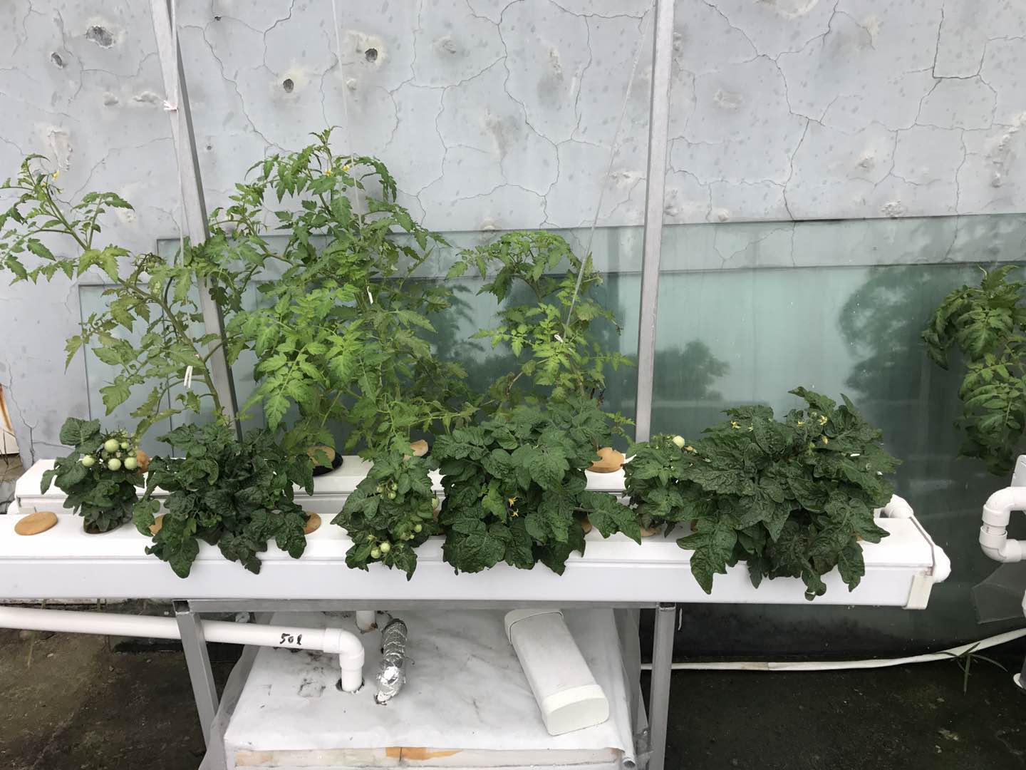 tomato hydroponic