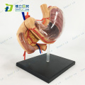 Mini Plastic Human Stomach Anatomicy Model for Children's assembled toys and Medical Teaching Tool